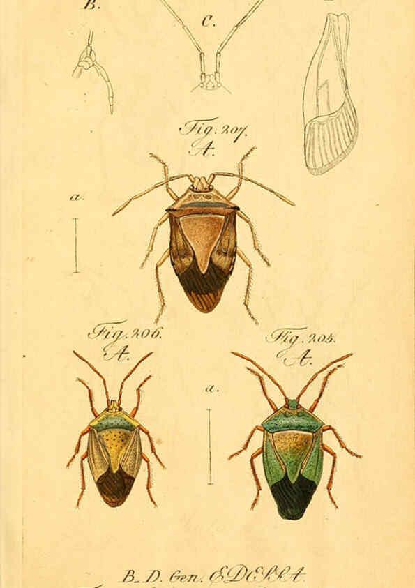 Reproducción/Reproduction 6096557092: Die wanzenartigen Insecten. plates 1-4. Nürnberg :In der C.H. Zeh'schen Buchhandlung,1831-1853