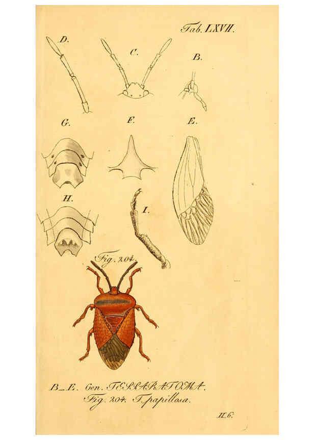 Reproducción/Reproduction 6096556858: Die wanzenartigen Insecten. plates 1-4. Nürnberg :In der C.H. Zeh'schen Buchhandlung,1831-1853