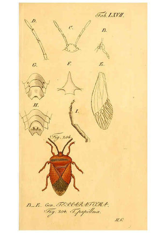 Reproducción/Reproduction 6096556858: Die wanzenartigen Insecten. plates 1-4. Nürnberg :In der C.H. Zeh'schen Buchhandlung,1831-1853