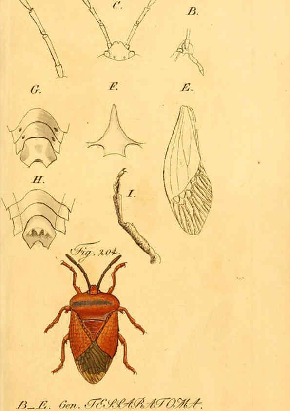 Reproducción/Reproduction 6096556858: Die wanzenartigen Insecten. plates 1-4. Nürnberg :In der C.H. Zeh'schen Buchhandlung,1831-1853