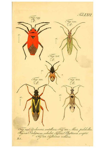 Reproducción/Reproduction 6096011977: Die wanzenartigen Insecten. plates 1-4. Nürnberg :In der C.H. Zeh'schen Buchhandlung,1831-1853