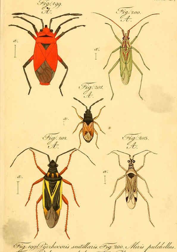 Reproducción/Reproduction 6096011977: Die wanzenartigen Insecten. plates 1-4. Nürnberg :In der C.H. Zeh'schen Buchhandlung,1831-1853