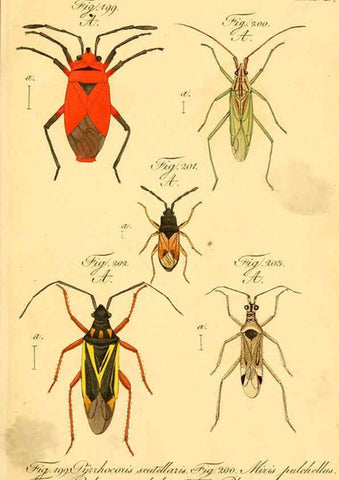 Reproducción/Reproduction 6096011977: Die wanzenartigen Insecten. plates 1-4. Nürnberg :In der C.H. Zeh'schen Buchhandlung,1831-1853