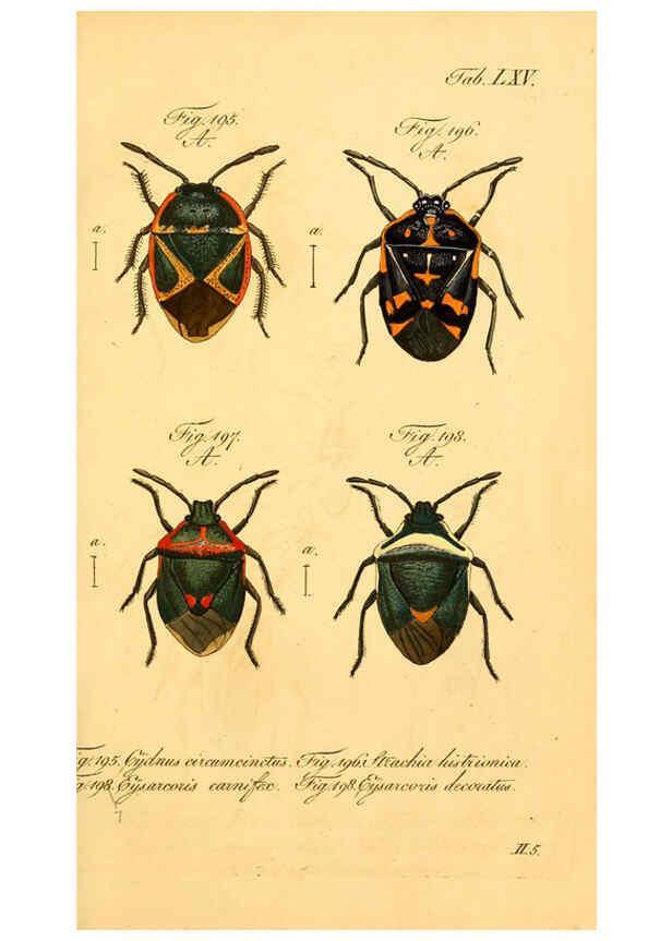 Reproducción/Reproduction 6096011779: Die wanzenartigen Insecten. plates 1-4. Nürnberg :In der C.H. Zeh'schen Buchhandlung,1831-1853