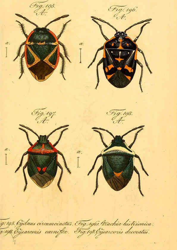 Reproducción/Reproduction 6096011779: Die wanzenartigen Insecten. plates 1-4. Nürnberg :In der C.H. Zeh'schen Buchhandlung,1831-1853