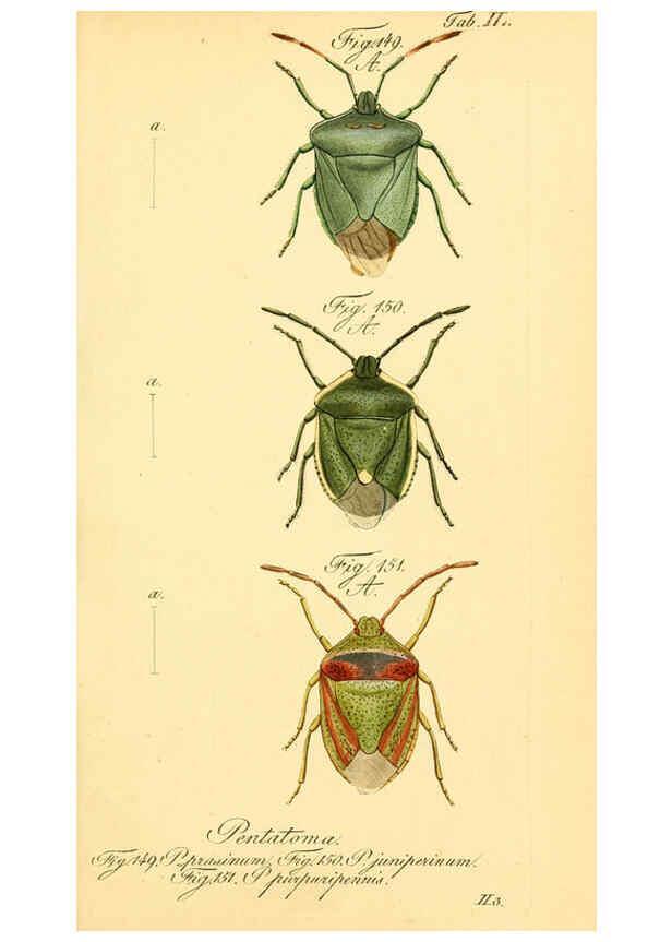 Reproducción/Reproduction 6096007717: Die wanzenartigen Insecten. plates 1-4. Nürnberg :In der C.H. Zeh'schen Buchhandlung,1831-1853