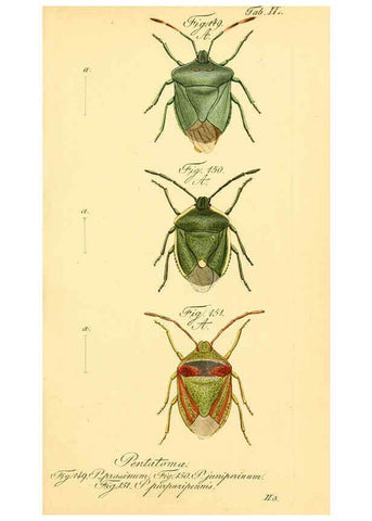 Reproducción/Reproduction 6096007717: Die wanzenartigen Insecten. plates 1-4. Nürnberg :In der C.H. Zeh'schen Buchhandlung,1831-1853