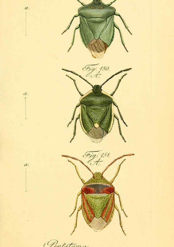 Reproducción/Reproduction 6096007717: Die wanzenartigen Insecten. plates 1-4. Nürnberg :In der C.H. Zeh'schen Buchhandlung,1831-1853