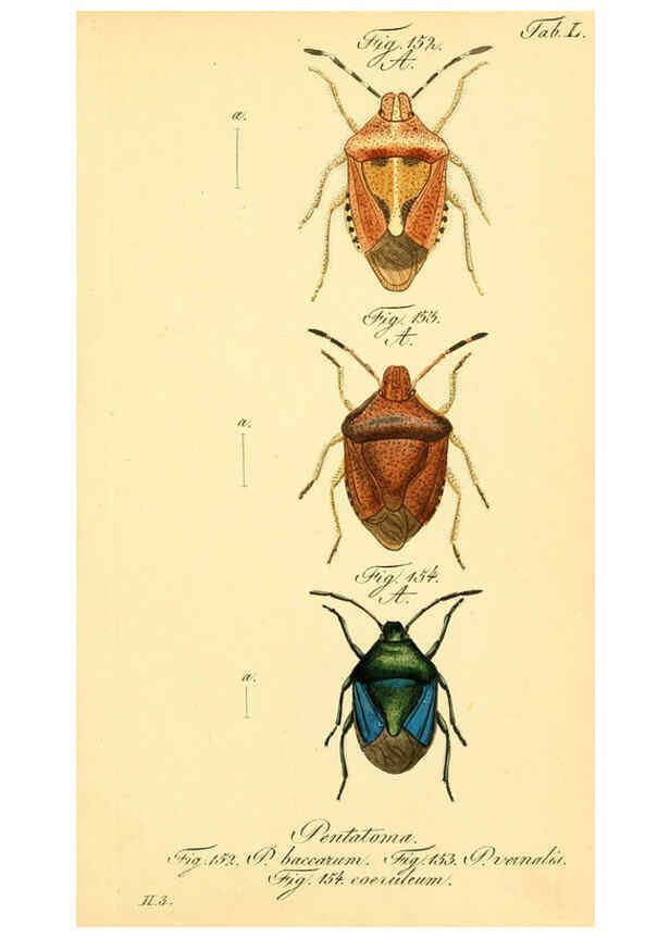 Reproducción/Reproduction 6096007951: Die wanzenartigen Insecten. plates 1-4. Nürnberg :In der C.H. Zeh'schen Buchhandlung,1831-1853