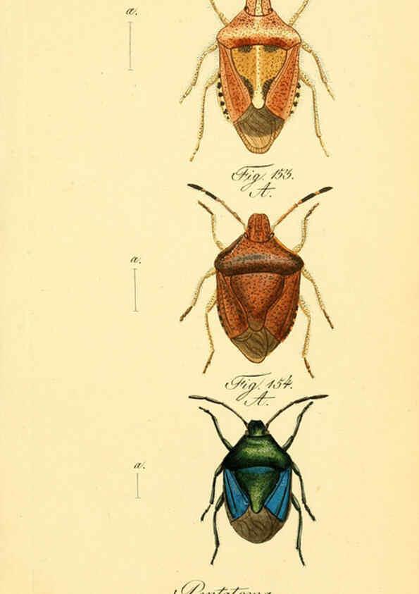 Reproducción/Reproduction 6096007951: Die wanzenartigen Insecten. plates 1-4. Nürnberg :In der C.H. Zeh'schen Buchhandlung,1831-1853