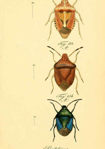 Reproducción/Reproduction 6096007951: Die wanzenartigen Insecten. plates 1-4. Nürnberg :In der C.H. Zeh'schen Buchhandlung,1831-1853