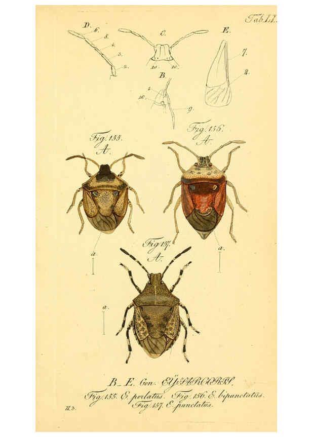 Reproducción/Reproduction 6096008185: Die wanzenartigen Insecten. plates 1-4. Nürnberg :In der C.H. Zeh'schen Buchhandlung,1831-1853