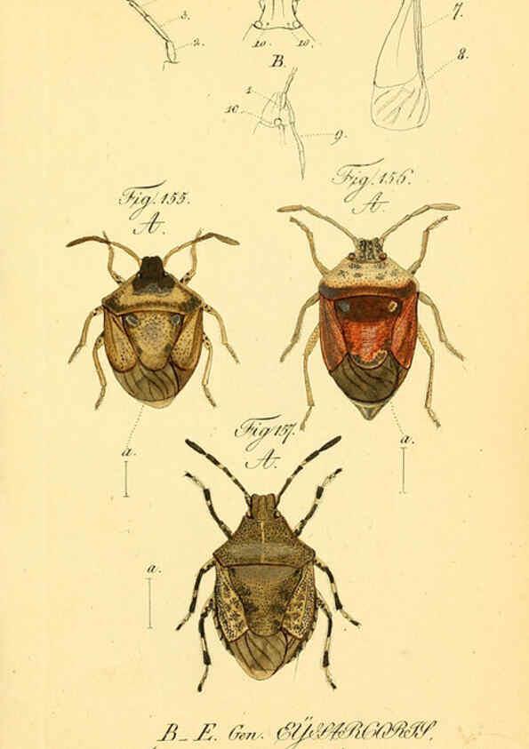 Reproducción/Reproduction 6096008185: Die wanzenartigen Insecten. plates 1-4. Nürnberg :In der C.H. Zeh'schen Buchhandlung,1831-1853