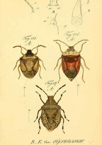 Reproducción/Reproduction 6096008185: Die wanzenartigen Insecten. plates 1-4. Nürnberg :In der C.H. Zeh'schen Buchhandlung,1831-1853