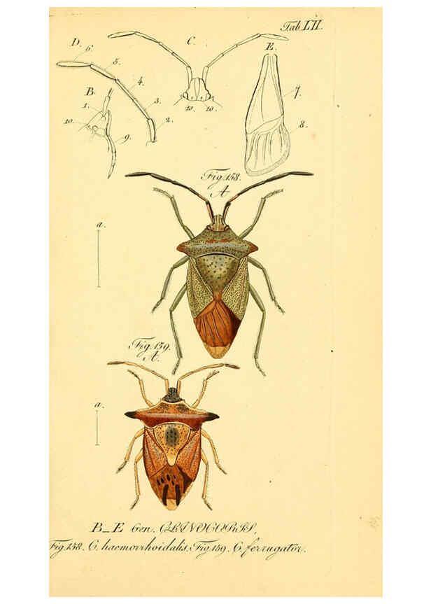 Reproducción/Reproduction 6096553044: Die wanzenartigen Insecten. plates 1-4. Nürnberg :In der C.H. Zeh'schen Buchhandlung,1831-1853