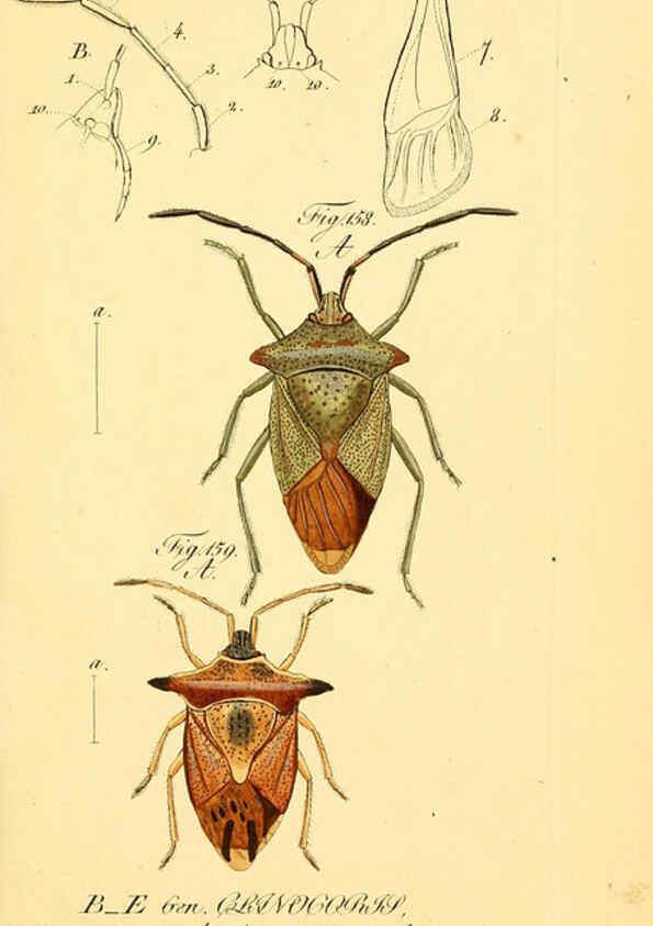 Reproducción/Reproduction 6096553044: Die wanzenartigen Insecten. plates 1-4. Nürnberg :In der C.H. Zeh'schen Buchhandlung,1831-1853