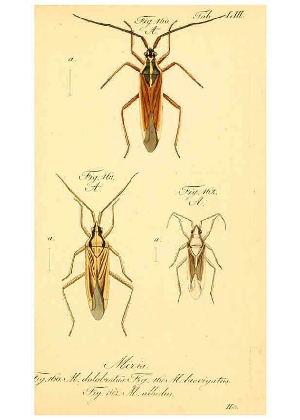 Reproducción/Reproduction 6096553276: Die wanzenartigen Insecten. plates 1-4. Nürnberg :In der C.H. Zeh'schen Buchhandlung,1831-1853