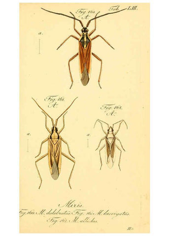 Reproducción/Reproduction 6096553276: Die wanzenartigen Insecten. plates 1-4. Nürnberg :In der C.H. Zeh'schen Buchhandlung,1831-1853