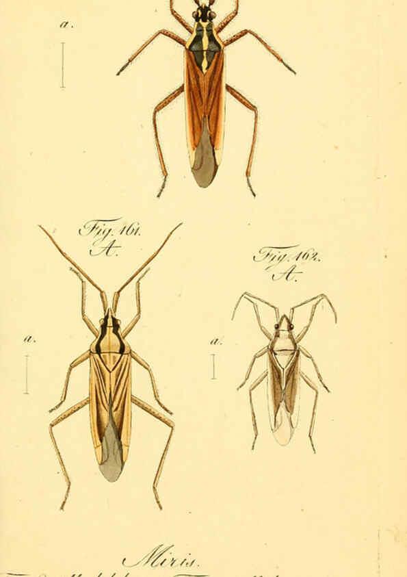 Reproducción/Reproduction 6096553276: Die wanzenartigen Insecten. plates 1-4. Nürnberg :In der C.H. Zeh'schen Buchhandlung,1831-1853