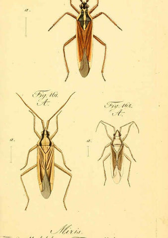 Reproducción/Reproduction 6096553276: Die wanzenartigen Insecten. plates 1-4. Nürnberg :In der C.H. Zeh'schen Buchhandlung,1831-1853