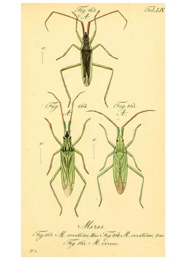 Reproducción/Reproduction 6096008855: Die wanzenartigen Insecten. plates 1-4. Nürnberg :In der C.H. Zeh'schen Buchhandlung,1831-1853