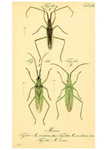 Reproducción/Reproduction 6096008855: Die wanzenartigen Insecten. plates 1-4. Nürnberg :In der C.H. Zeh'schen Buchhandlung,1831-1853