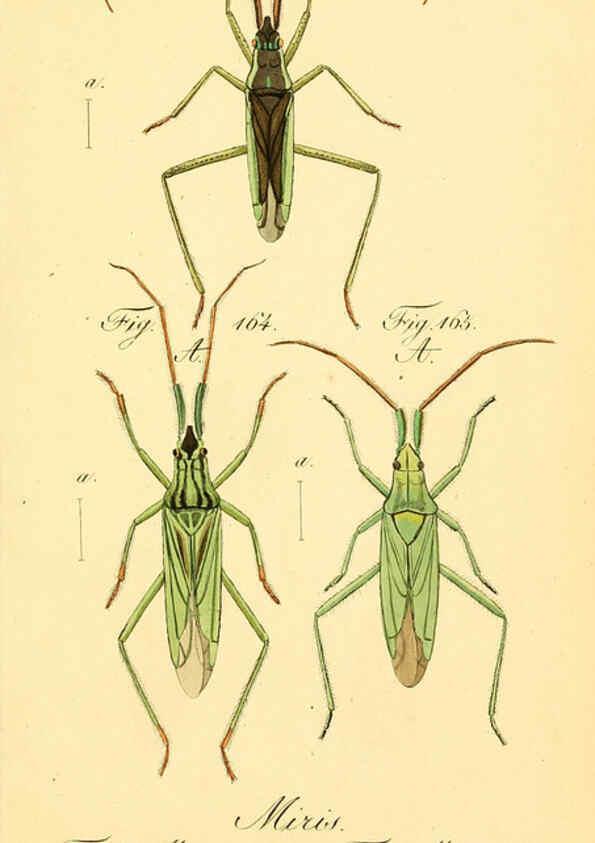 Reproducción/Reproduction 6096008855: Die wanzenartigen Insecten. plates 1-4. Nürnberg :In der C.H. Zeh'schen Buchhandlung,1831-1853
