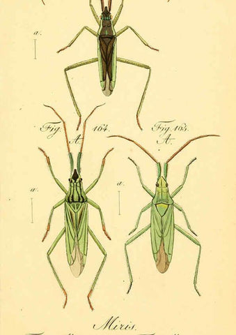 Reproducción/Reproduction 6096008855: Die wanzenartigen Insecten. plates 1-4. Nürnberg :In der C.H. Zeh'schen Buchhandlung,1831-1853