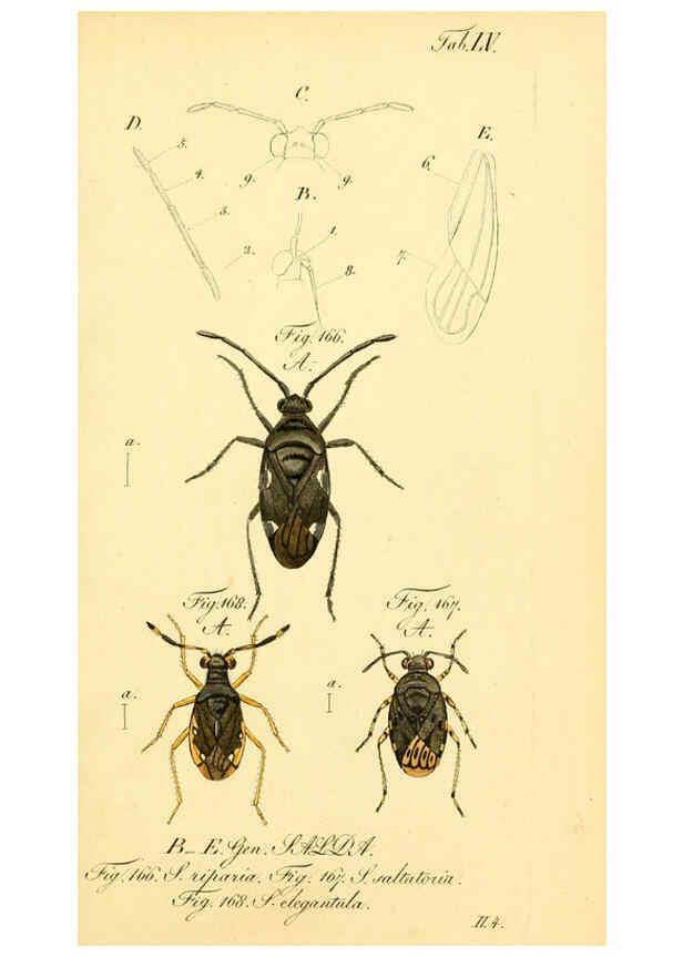 Reproducción/Reproduction 6096553734: Die wanzenartigen Insecten. plates 1-4. Nürnberg :In der C.H. Zeh'schen Buchhandlung,1831-1853