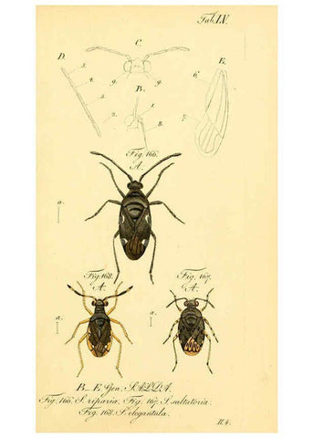 Reproducción/Reproduction 6096553734: Die wanzenartigen Insecten. plates 1-4. Nürnberg :In der C.H. Zeh'schen Buchhandlung,1831-1853