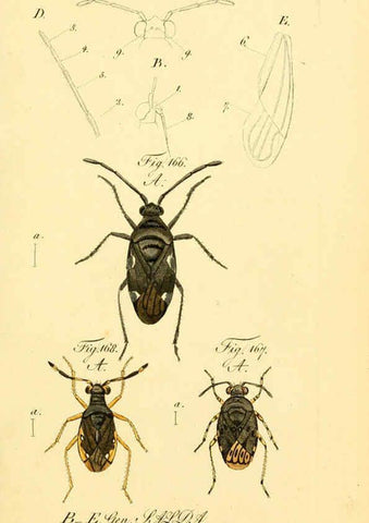 Reproducción/Reproduction 6096553734: Die wanzenartigen Insecten. plates 1-4. Nürnberg :In der C.H. Zeh'schen Buchhandlung,1831-1853