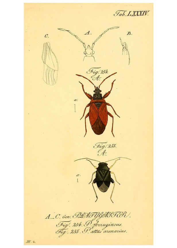 Reproducción/Reproduction 6096561184: Die wanzenartigen Insecten. plates 1-4. Nürnberg :In der C.H. Zeh'schen Buchhandlung,1831-1853