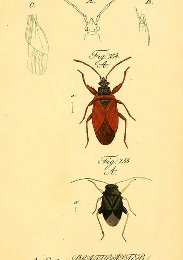 Reproducción/Reproduction 6096561184: Die wanzenartigen Insecten. plates 1-4. Nürnberg :In der C.H. Zeh'schen Buchhandlung,1831-1853