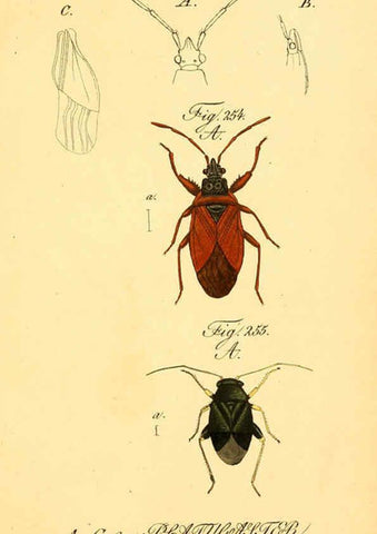 Reproducción/Reproduction 6096561184: Die wanzenartigen Insecten. plates 1-4. Nürnberg :In der C.H. Zeh'schen Buchhandlung,1831-1853