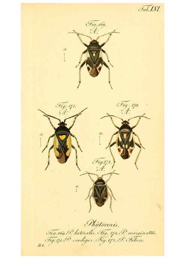 Reproducción/Reproduction 6096553934: Die wanzenartigen Insecten. plates 1-4. Nürnberg :In der C.H. Zeh'schen Buchhandlung,1831-1853