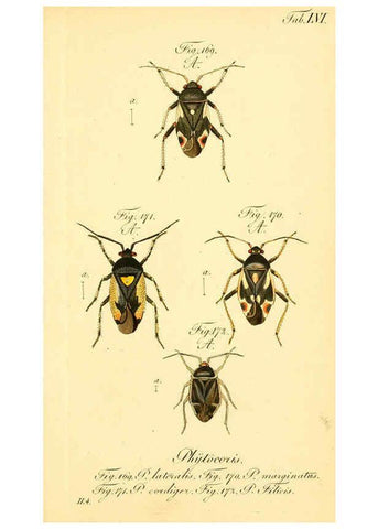 Reproducción/Reproduction 6096553934: Die wanzenartigen Insecten. plates 1-4. Nürnberg :In der C.H. Zeh'schen Buchhandlung,1831-1853