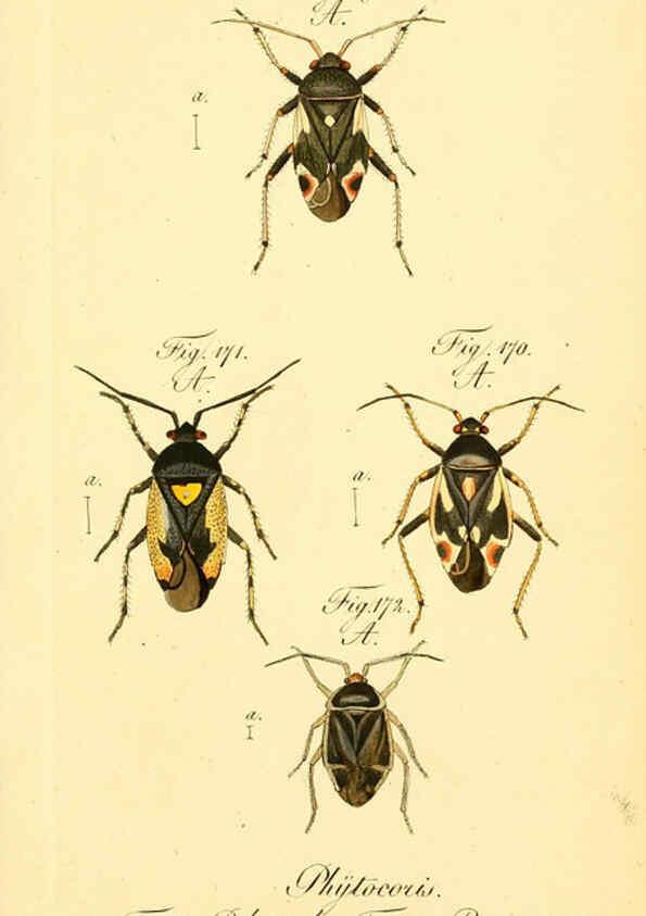 Reproducción/Reproduction 6096553934: Die wanzenartigen Insecten. plates 1-4. Nürnberg :In der C.H. Zeh'schen Buchhandlung,1831-1853