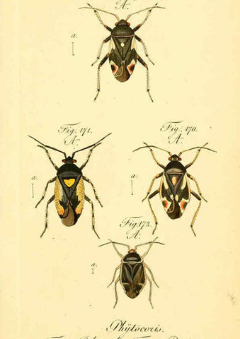 Reproducción/Reproduction 6096553934: Die wanzenartigen Insecten. plates 1-4. Nürnberg :In der C.H. Zeh'schen Buchhandlung,1831-1853