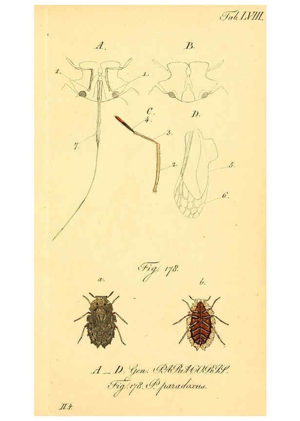 Reproducción/Reproduction 6096009877: Die wanzenartigen Insecten. plates 1-4. Nürnberg :In der C.H. Zeh'schen Buchhandlung,1831-1853