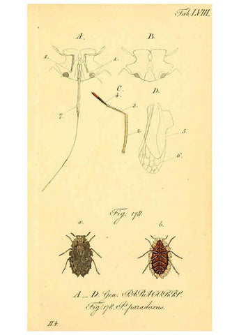 Reproducción/Reproduction 6096009877: Die wanzenartigen Insecten. plates 1-4. Nürnberg :In der C.H. Zeh'schen Buchhandlung,1831-1853
