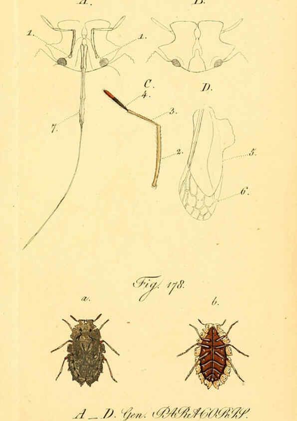 Reproducción/Reproduction 6096009877: Die wanzenartigen Insecten. plates 1-4. Nürnberg :In der C.H. Zeh'schen Buchhandlung,1831-1853