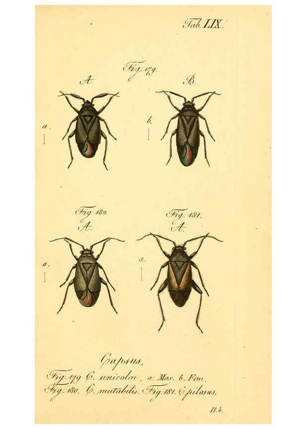 Reproducción/Reproduction 6096010149: Die wanzenartigen Insecten. plates 1-4. Nürnberg :In der C.H. Zeh'schen Buchhandlung,1831-1853