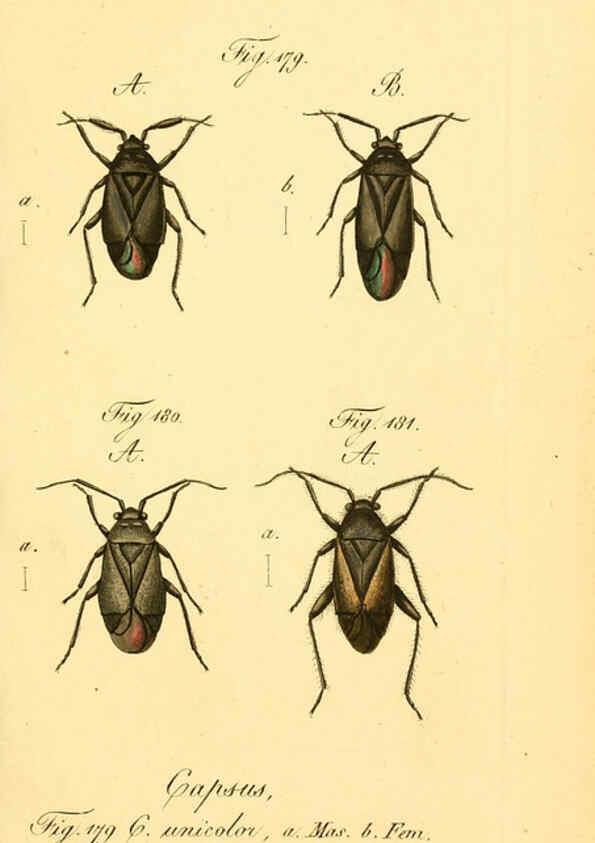 Reproducción/Reproduction 6096010149: Die wanzenartigen Insecten. plates 1-4. Nürnberg :In der C.H. Zeh'schen Buchhandlung,1831-1853