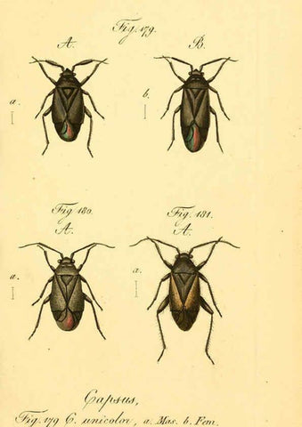 Reproducción/Reproduction 6096010149: Die wanzenartigen Insecten. plates 1-4. Nürnberg :In der C.H. Zeh'schen Buchhandlung,1831-1853