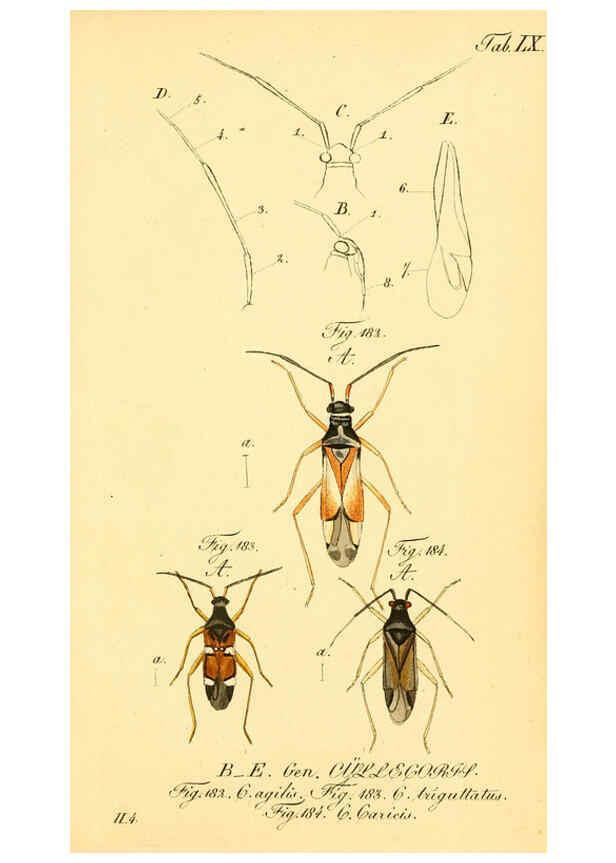 Reproducción/Reproduction 6096010333: Die wanzenartigen Insecten. plates 1-4. Nürnberg :In der C.H. Zeh'schen Buchhandlung,1831-1853