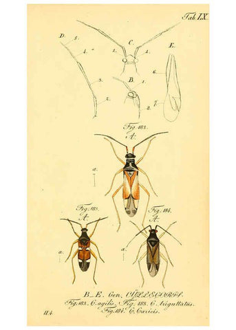 Reproducción/Reproduction 6096010333: Die wanzenartigen Insecten. plates 1-4. Nürnberg :In der C.H. Zeh'schen Buchhandlung,1831-1853