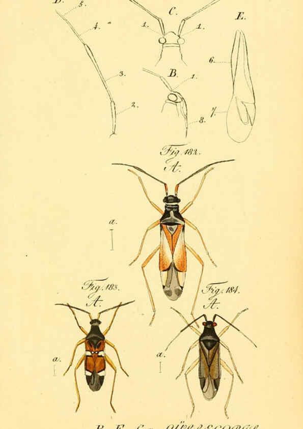 Reproducción/Reproduction 6096010333: Die wanzenartigen Insecten. plates 1-4. Nürnberg :In der C.H. Zeh'schen Buchhandlung,1831-1853