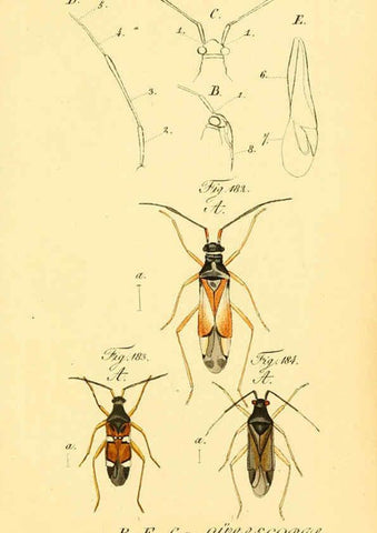 Reproducción/Reproduction 6096010333: Die wanzenartigen Insecten. plates 1-4. Nürnberg :In der C.H. Zeh'schen Buchhandlung,1831-1853