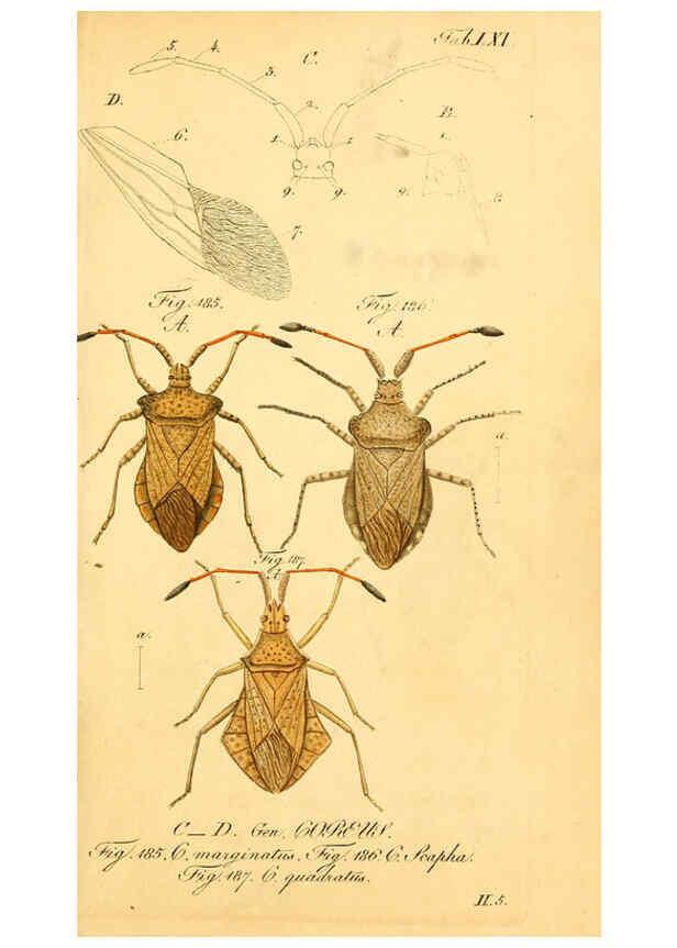 Reproducción/Reproduction 6096010551: Die wanzenartigen Insecten. plates 1-4. Nürnberg :In der C.H. Zeh'schen Buchhandlung,1831-1853
