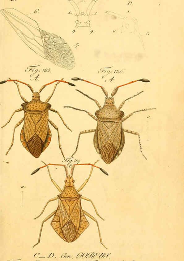 Reproducción/Reproduction 6096010551: Die wanzenartigen Insecten. plates 1-4. Nürnberg :In der C.H. Zeh'schen Buchhandlung,1831-1853